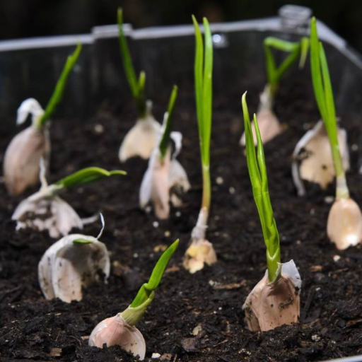 Planting Garlic