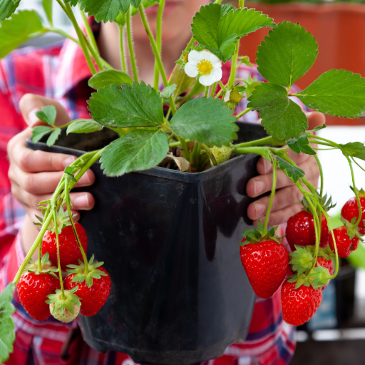 ?? Best Strawberry Varieties for Containers